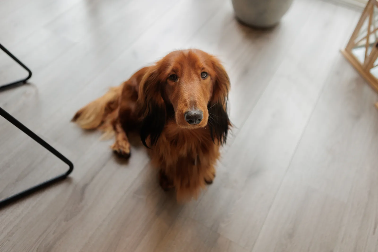 Kantoorhond op het kantoor van CribConnects AI